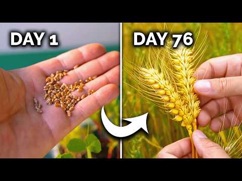 How to Grow Wheat (From Seed to Harvest) 🌾