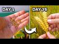 How to Grow Wheat | Seed to Harvest