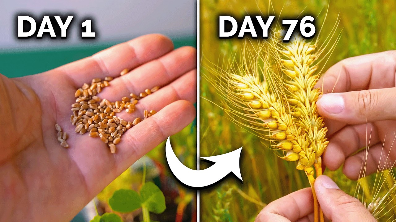 How to Grow Wheat (From Seed to Harvest) 🌾