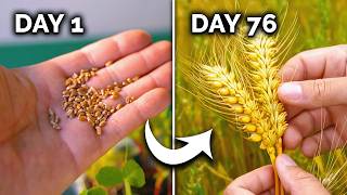 How to Grow Wheat | Seed to Harvest