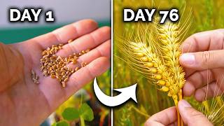 How to Grow Wheat (From Seed to Harvest) 🌾