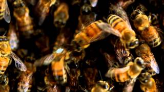 Election Day for Bees | NOVA scienceNOW