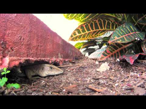 Another Giant Ameiva Aka Jungle Runner
