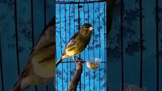 Download lagu KENARI malas bunyi, Terapi untuk kenari masteran canary #canarysingtraining #kanareyka mp3