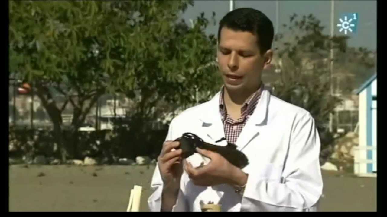 Francisco José Ariza Zafra-18