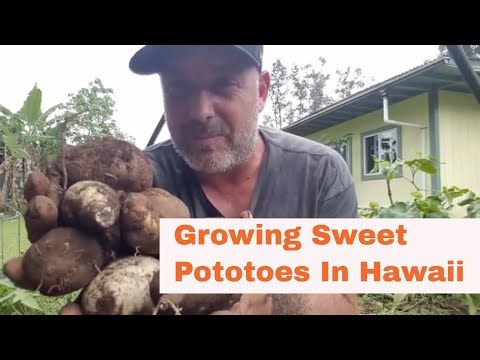 How to Grow and Harvest Sweet Potatoes ('uala) in Hawaii