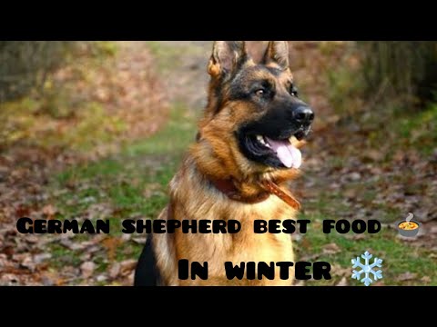 Dogs best food in winter#German shepherd food#If you can't afford dogs food make it at home .