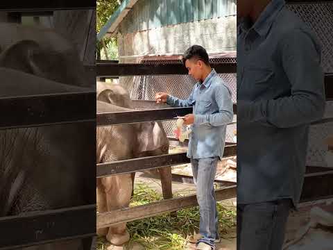 ba​ ta​m peak​ bau​​ oy oun tea​ trauv​ je cha​ nam kha​m bau​ bak​ bat. #elephant #lom phat #Chanam