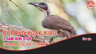 Download lagu Suara burung Koak Kaok, burung Cucak Timor, masteran burung kicau 1 Jam Nonstop. mp3