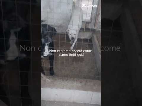 Regalo Thor splendido simil cane corso cerca famiglia 