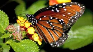 Butterfly by Weezer (Original)