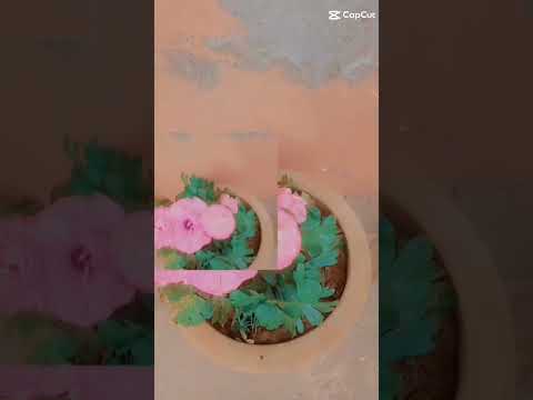 Beautiful flowers,## nice, home decorated flowers ####