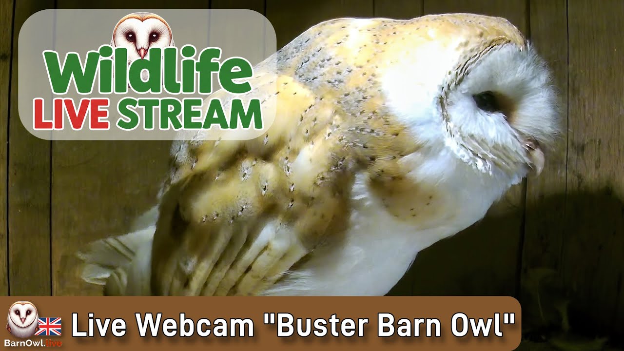Live webcam view of Barn Owl Nest Box, The Old Barn