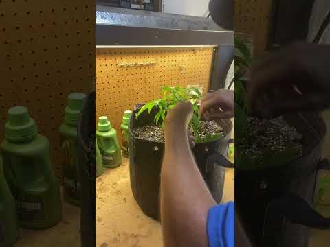 Mainline a Chocolate Hashberry photo part 1 @FarmersCircle