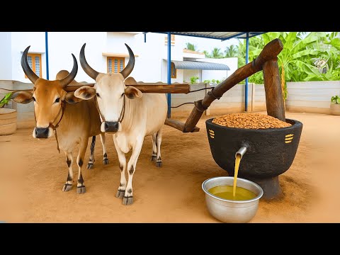 How India’s Ancient Oil Extraction Works | Collections of Wooden Ghani Cold Pressed Oil with Bulls