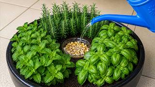 Amazing! Every woman should know this technique for growing a vegetable garden in a pot.