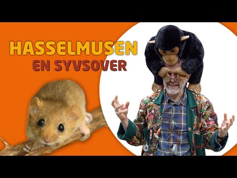 Osvald og Professor Hasselmus - hasselmusen, en syvsover!