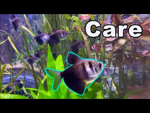 Black Skirt Tetra Care: A Hardy Beginner Tetra!