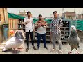 Haider Bhai Ke Kabootar Ka Shauk