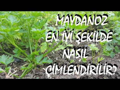 , title : 'Maydanoz nasıl ekilir?'