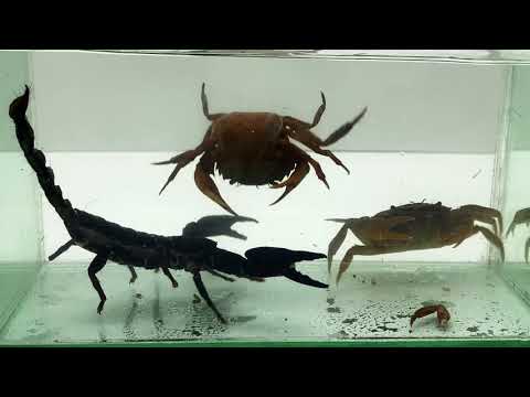 Crab vs Scorpion Underwater. What To See?