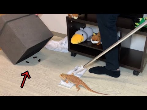 ヒキガエルの侵入がマダガスカルの野生動物を脅かす