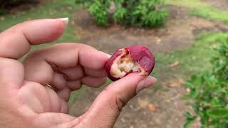 Visit to the Fruit Orchard 14/12/2018