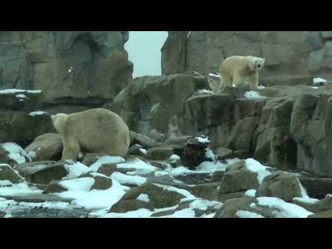 LLOYD u. VALESKA  im Schneesturm    Zoo am Meer