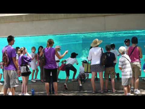 Lincoln Park Zoo, the polar bears