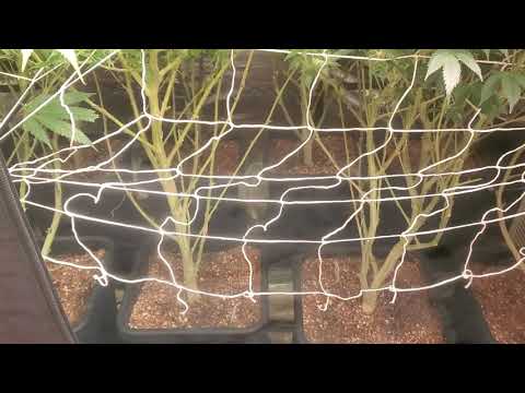 Cannabis Recovery with AutoPot's Week 5 of Flower