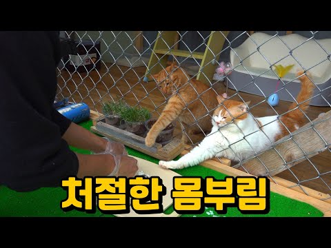 팔이 짧아 서글픈 무인도 고양이 형제