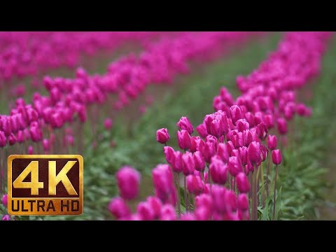 4K Flowers Video for Relaxation + Piano Music