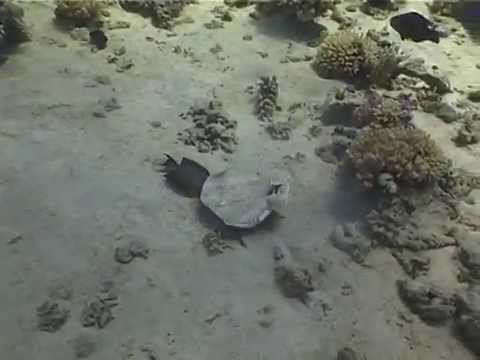 Electric Ray eating a fish