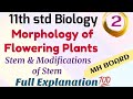 11th Std Biology Morphology Of Flowering Plants Class 11 Part 2 Stem Biology Maharashtra Board