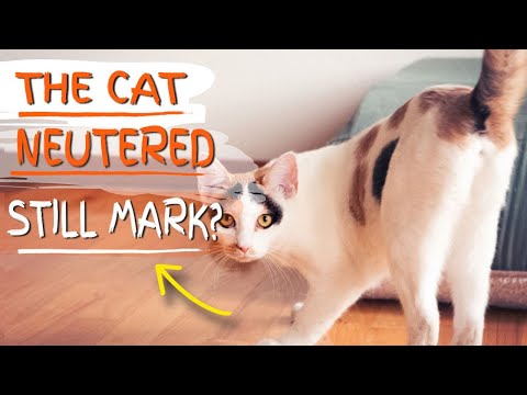 😼Do MALE CATS Still Mark After BEING NEUTERED?