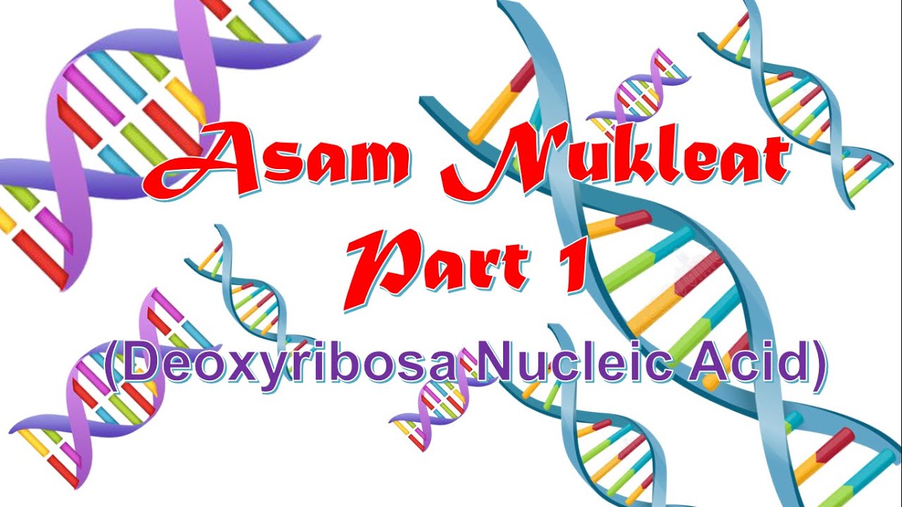 DNA (Asam Nukleat Part 1)