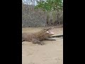 Komodo Open Mouth