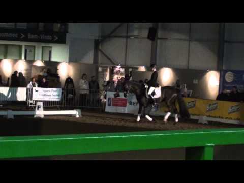 BBSH Stallion Event 2013 - Furst Wilhelm