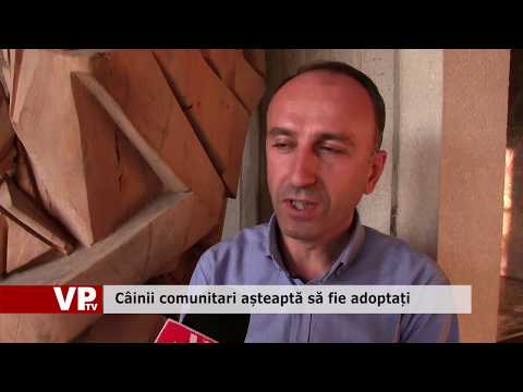 Câinii comunitari așteaptă să fie adoptați