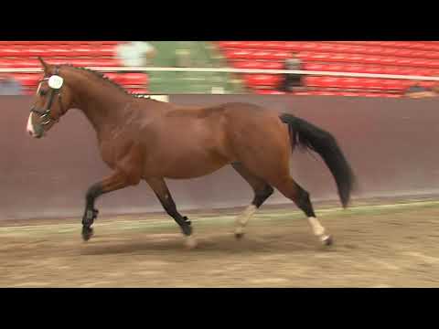 30. Mecklenburger Körtage 2020 - Kat.Nr. 83 Junghengst v. Million Dollar - Canto