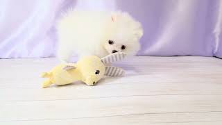 ハーフ犬の動画01