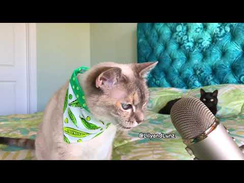 ASMR - CAT EATS PEAS - YouTube