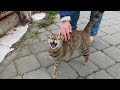 Tabby Cat Meowing Very Loudly Is Very Hungry