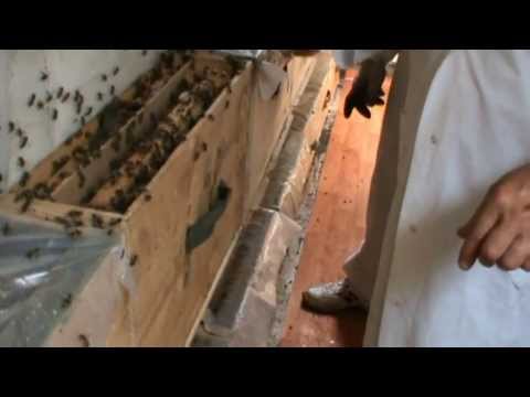 2/2. Apicultura - Bio Stup si rama claditoare in actiune. Ne uitam rapid si la infestare cu varroa