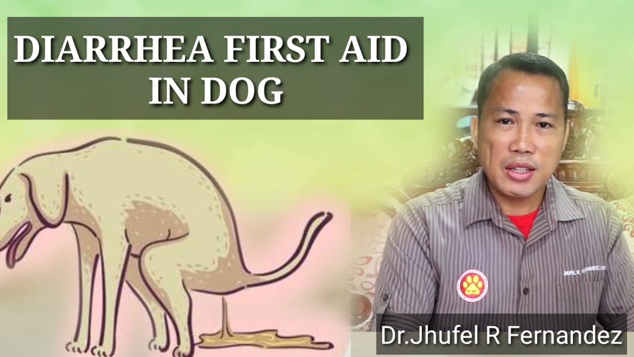 Putar video DIARRHEA DOG || FIRST AID || Mga Dapat Gawin Kapag Nagtatae Ang Aso! sekarang DIARRHEA DOG || FIRST AID || Mga Dapat Gawin Kapag Nagtatae Ang Aso!