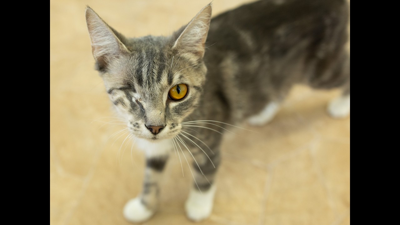 Tink, a ADOPTABLE mixed breed in Republic, WA video 6/6