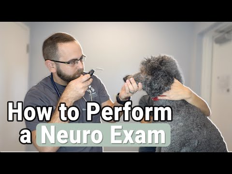Cómo realizar un examen neurológico a un perro