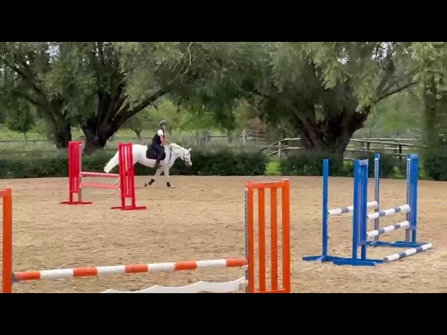 Gelding Connemara For sale 2017 White