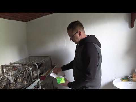 Jaja prepelica za jači imunitet