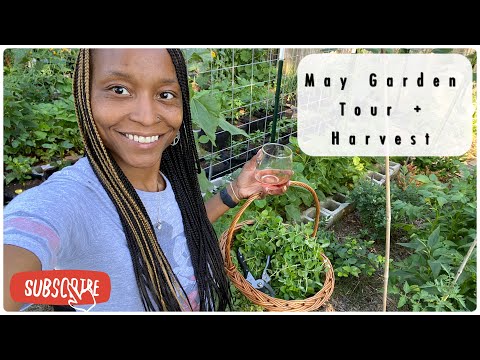 Small Space Gardening | May Garden Tour + Harvest